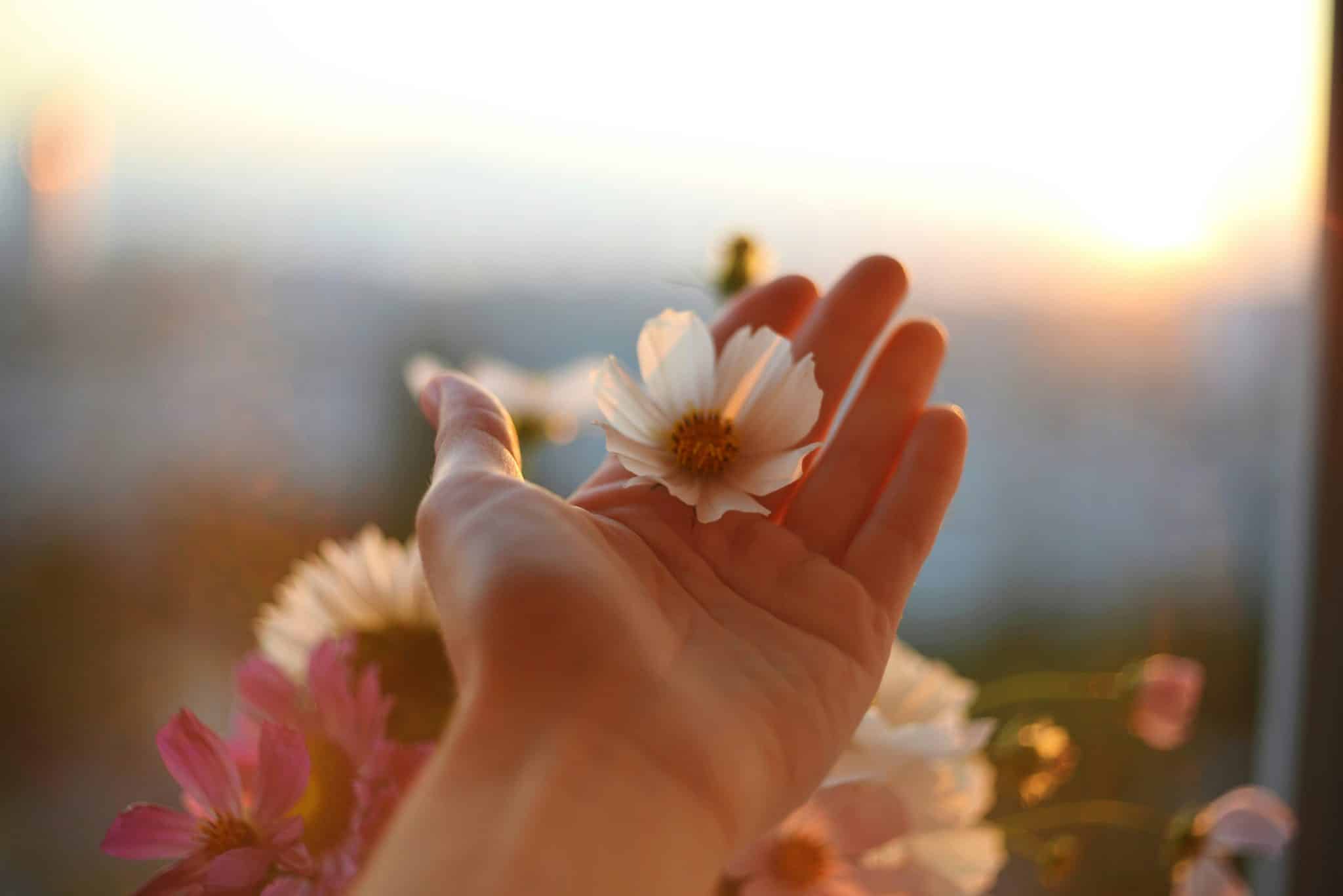 How To Practice Gratitude Daily SharksMind